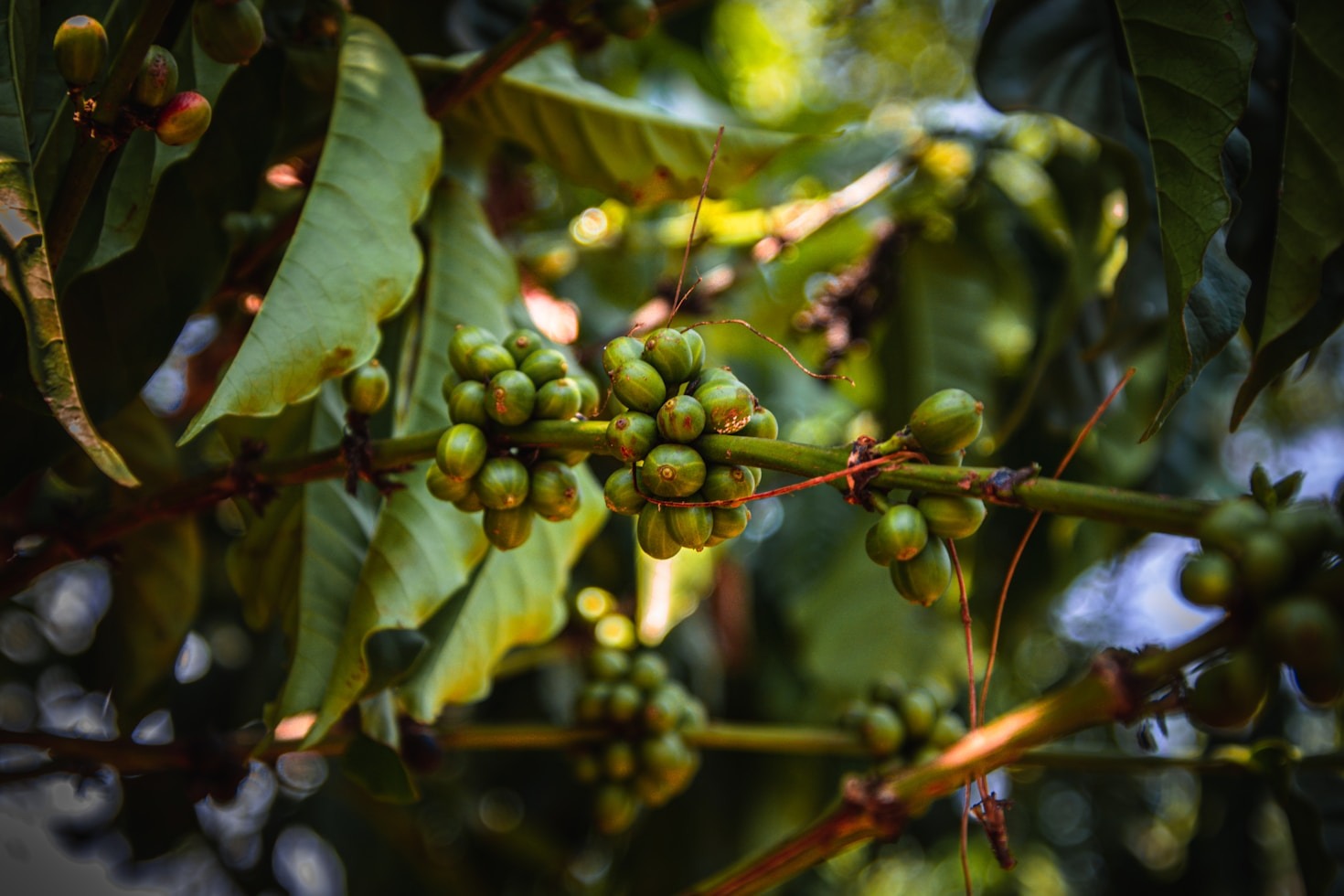 How Sustainable Farming is Changing Lives in Africa