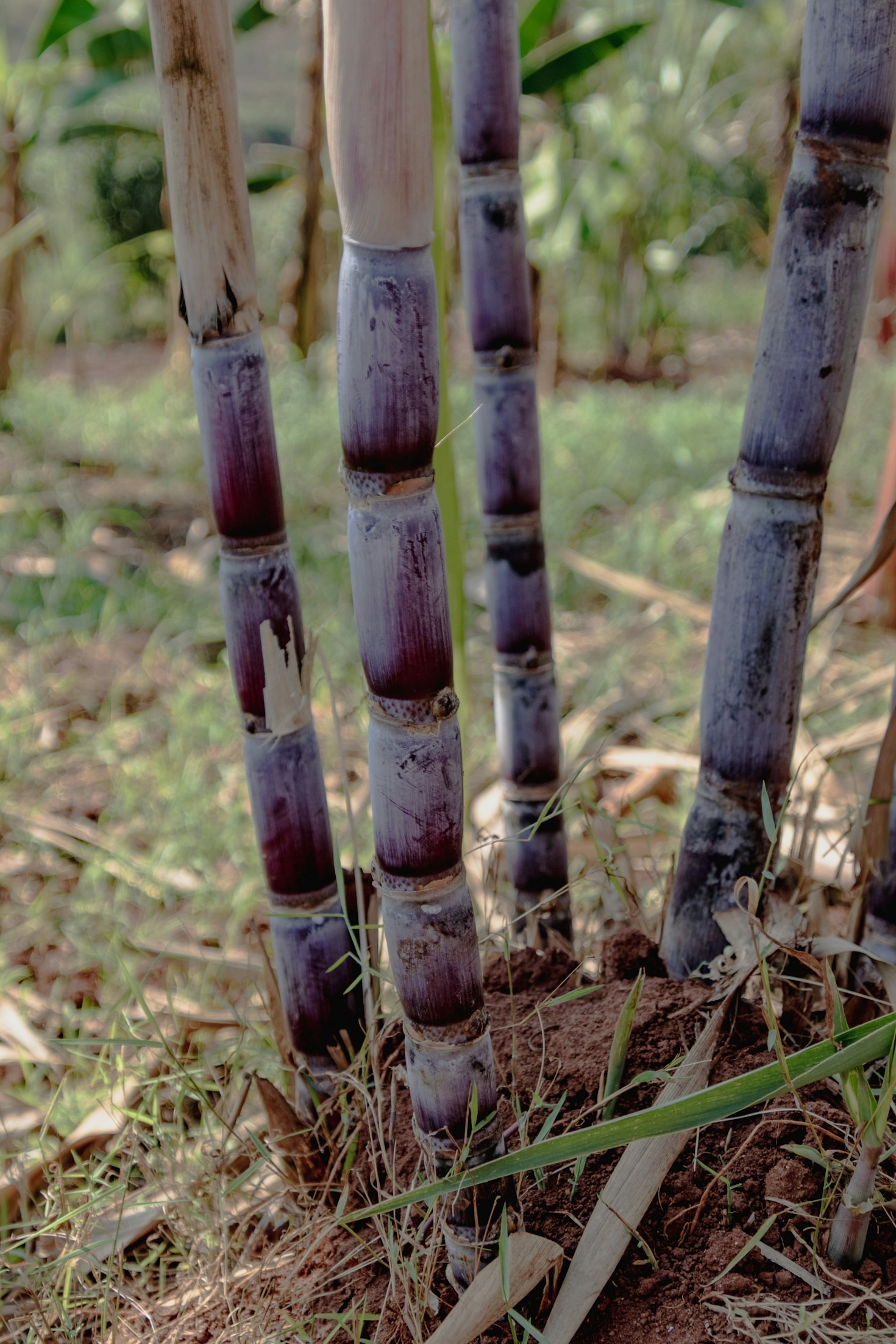 The Role of Agro-Processing in Community Development