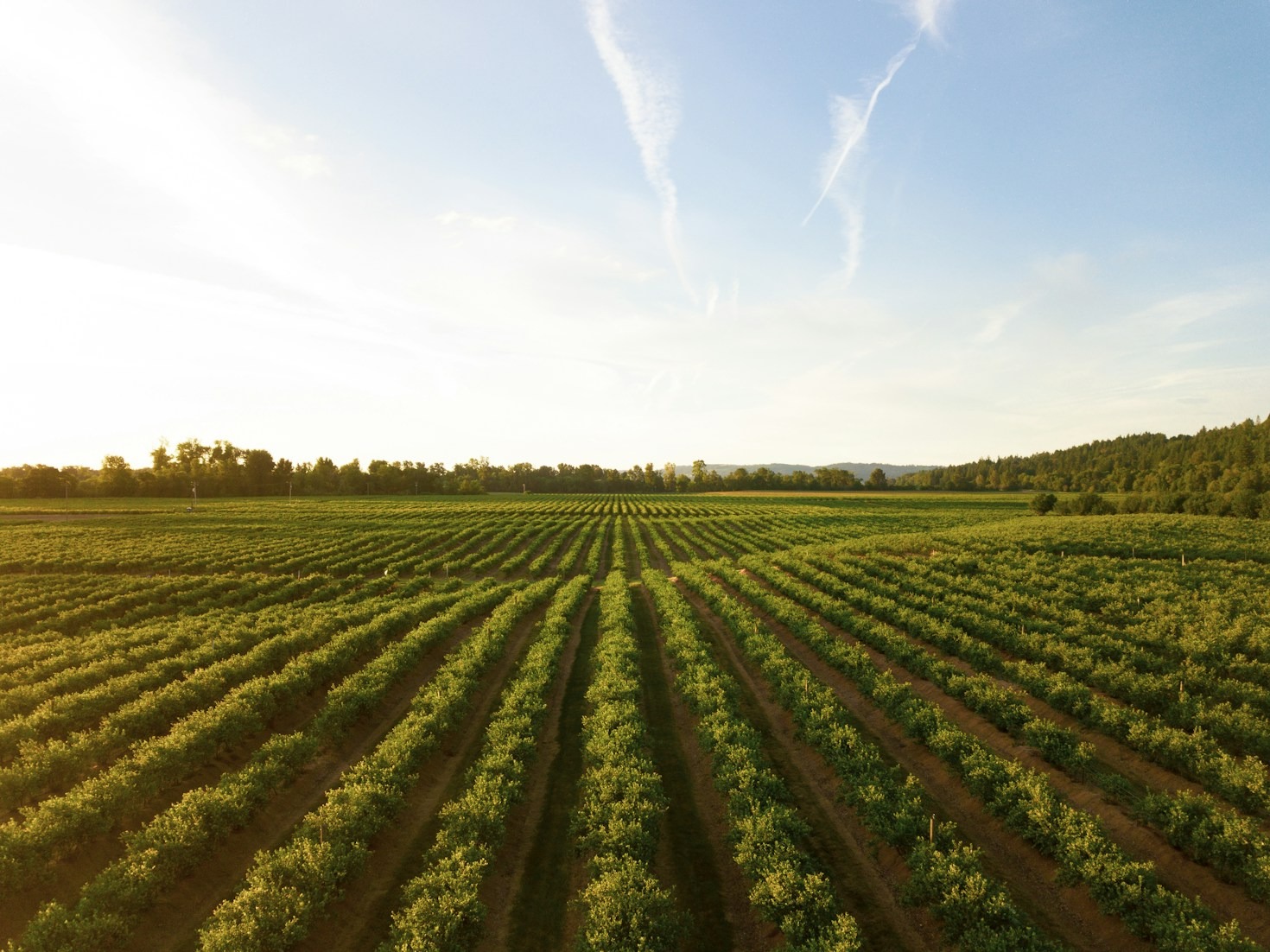 Empowering Smallholder Farmers for a Brighter Future