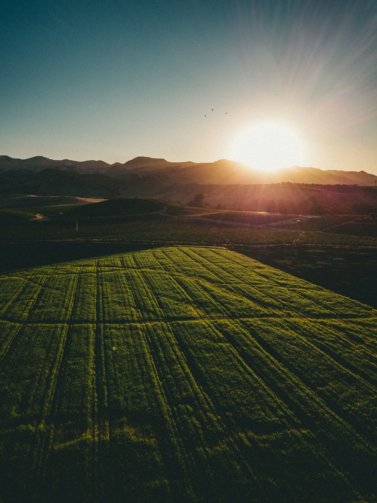 Breaking Barriers to Market Access for African Farmers