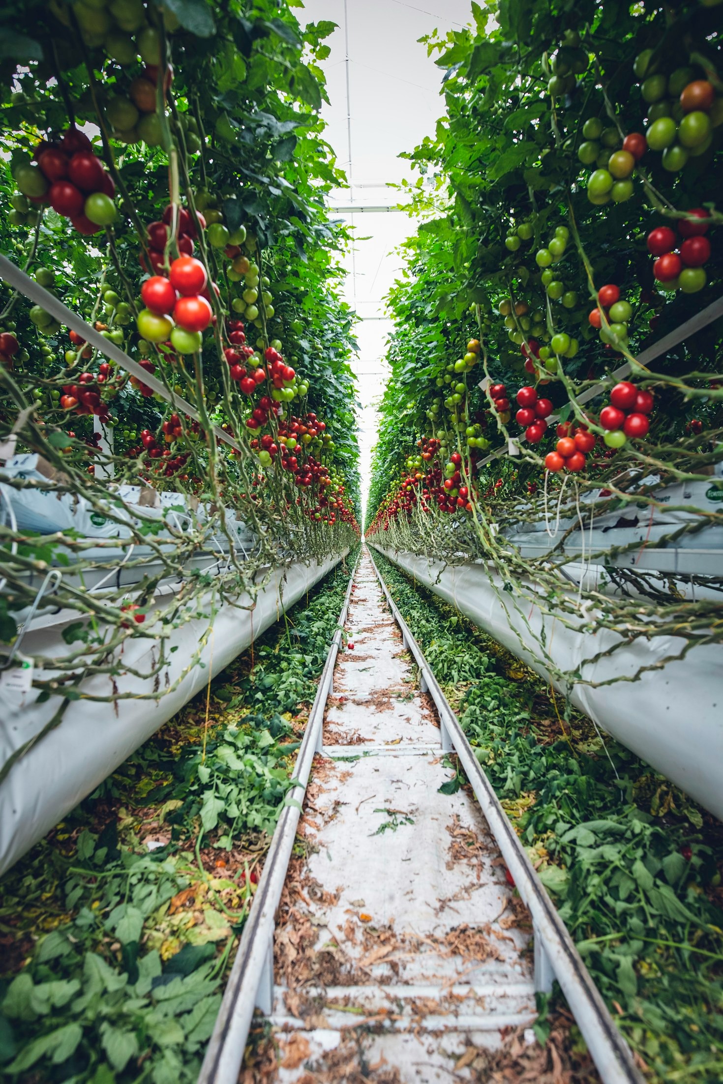 Transforming Agriculture Through Collaborative Partnerships