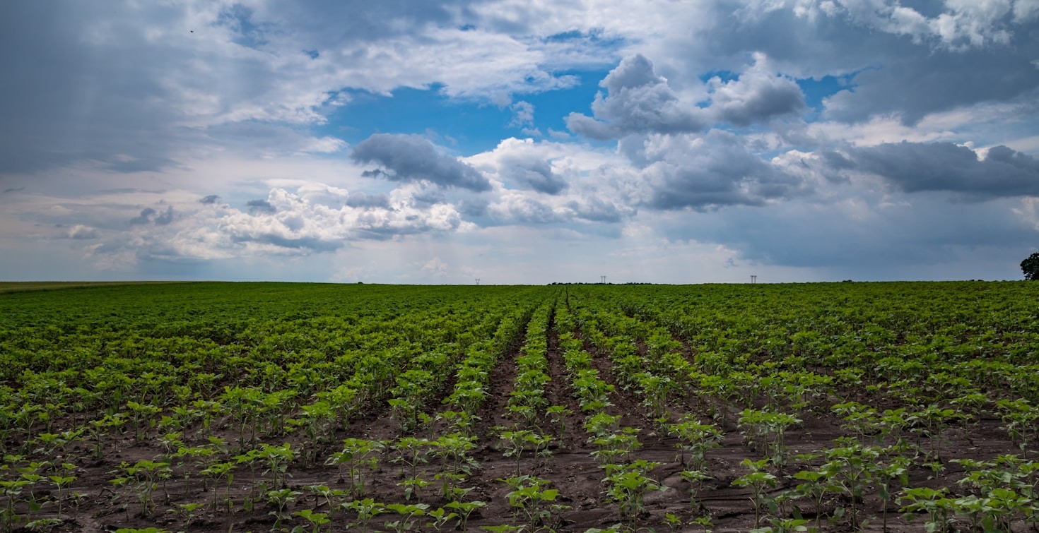 Creating Jobs Through Sustainable Agriculture Initiatives